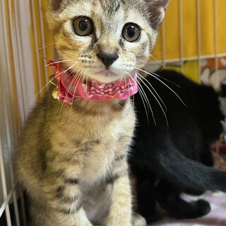 里親決定。ラテちゃん2ヶ月半