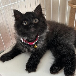 グレー混じりのミステリアスな黒長毛の女の子