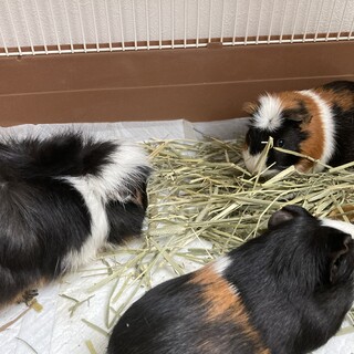 モルモット（オス）、三頭