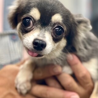 24-W177　綺麗なブルータンのチワワ！！