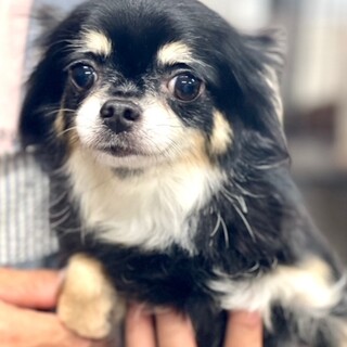 24-W178　小さな小さなお嬢様です♪