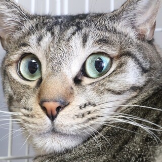 ペア希望☆ぼく平和が好きだよ！キジトラのちまき丸