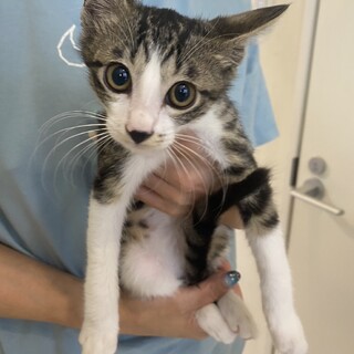 藤（ふじ）：スリゴロ女子♡