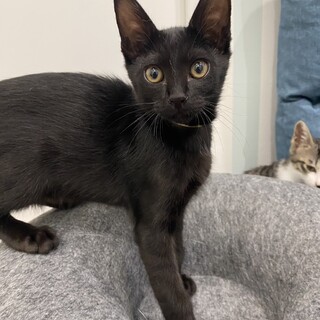 寛（かん）：膝乗りの甘えん坊男子