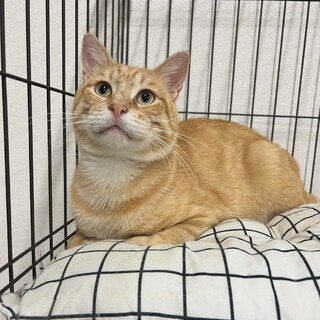 チャトランガトライアル決定！