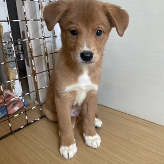 素敵なご縁がありました綺麗な男の子　