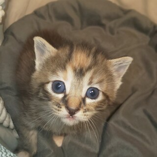 兄弟四匹いますので，一匹から兄弟とも募集可能です