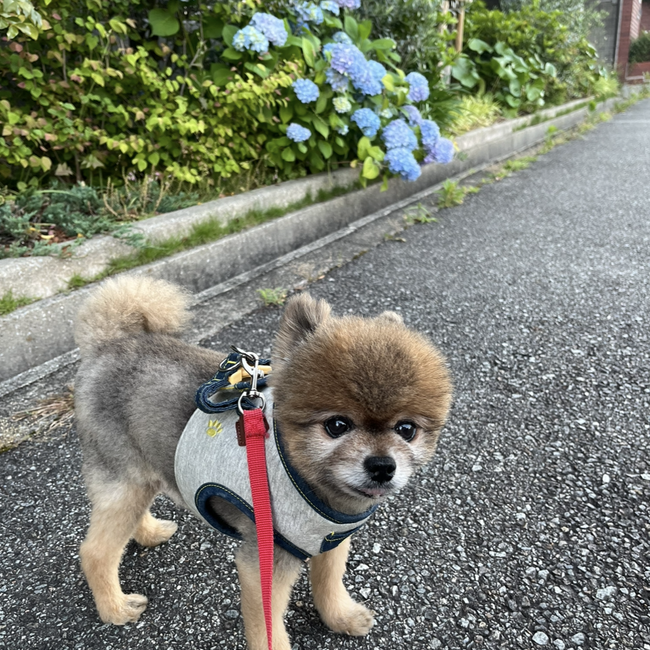 玄ちゃんパパのカバー写真
