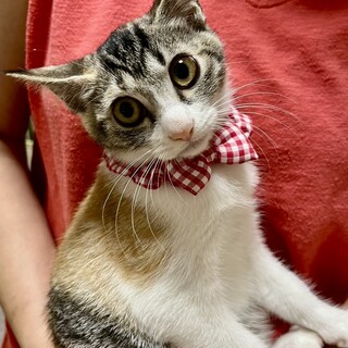 おめめパッチリ❤️パステルミケ