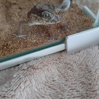 ソメワケササクレヤモリ