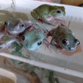 イエアメガエル4匹