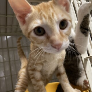 何でもおもちゃにする天才☆茶トラ男子☆紅あずま