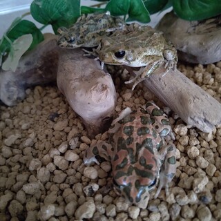 ヨーロッパミドリヒキガエルその他