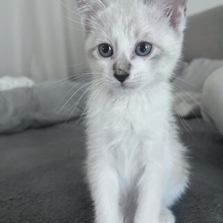 遊び好きなメス猫ちゃん