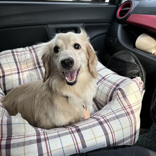 しっぽフリフリ甘えん坊ダックスのクレアちゃん