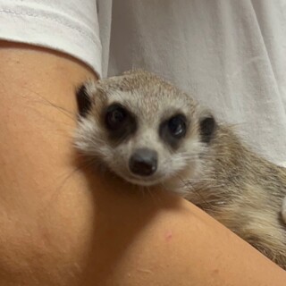 ミーアキャット女の子