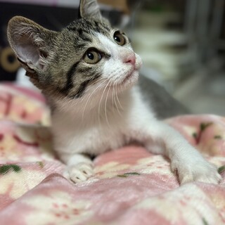 大人しいけど慣れると甘えん坊♡美猫ギジシロくん