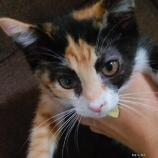 キャラコ柄三毛ちゃんと八割れ君2カ月半仔猫べたなれ