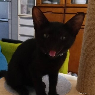 控えめな甘えん坊黒君３カ月べたなれ