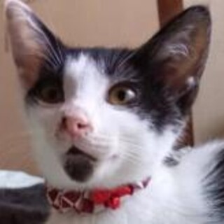 イケメン八割れ坊や３カ月べたなれ