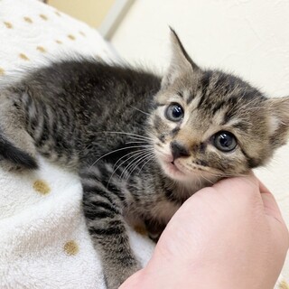 緊急募集タレ目風の甘えん坊姫！約2ヶ月