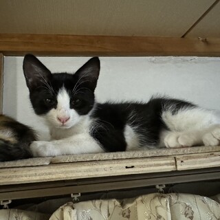 ５月１日生まれの子猫です