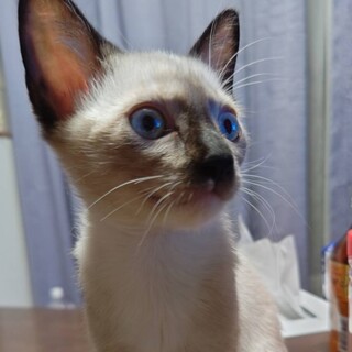 人馴れ抜群 シャム子猫チャムくん