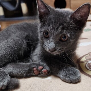 人馴れ抜群甘えん坊のグレースちゃん