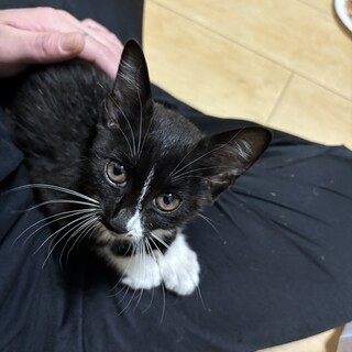 捨て猫を保護しました。2ヶ月の女の子です