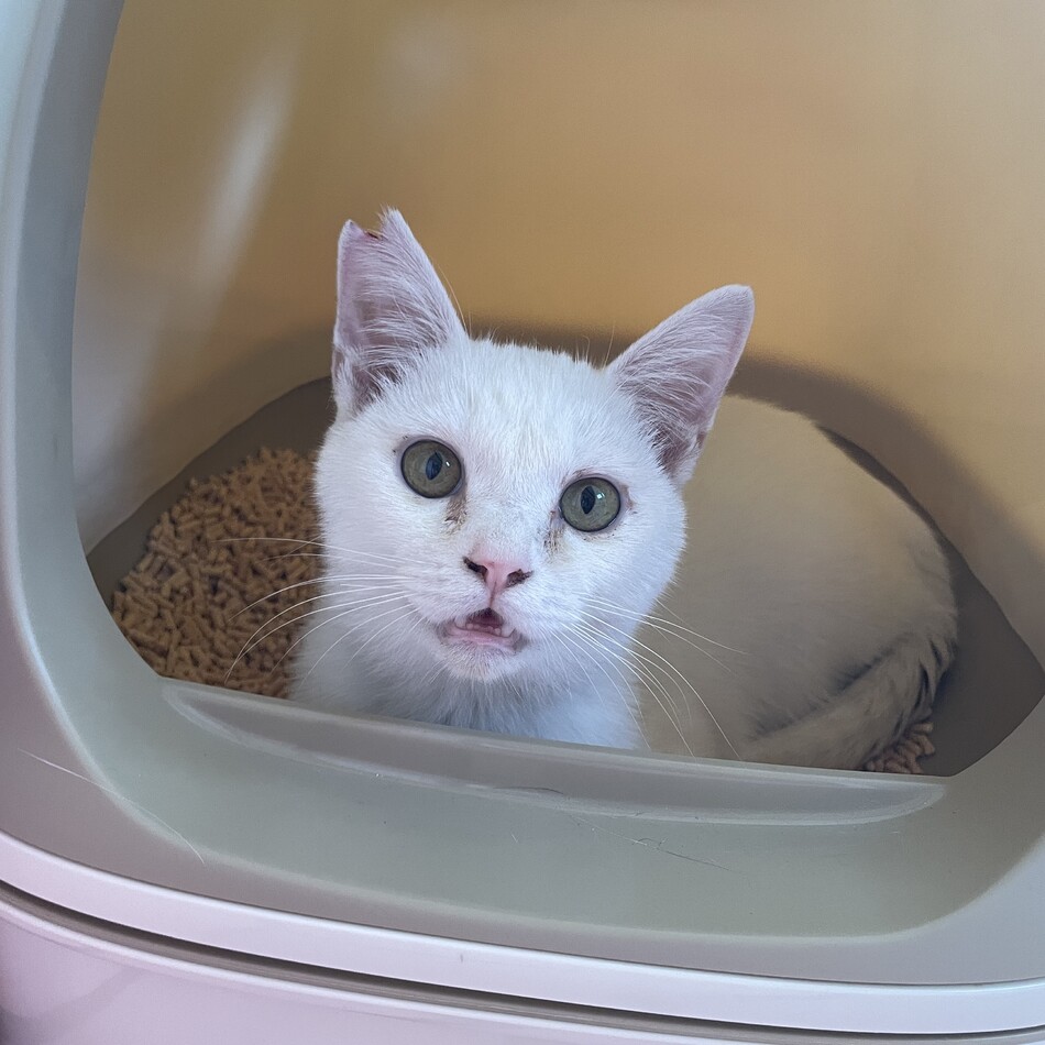 おかゆのカバー写真