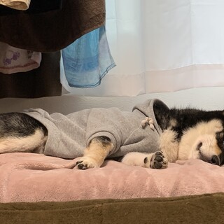 柴犬 オス 1歳