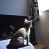 とらねこ2