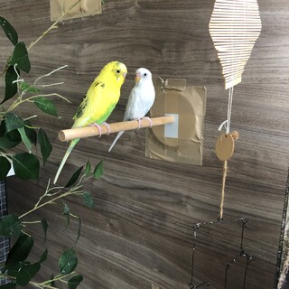 可愛いセキセイインコの里親募集です。