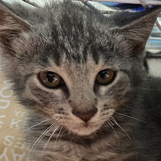 可愛いすぎる子猫兄弟　グレー　人懐っこすぎます