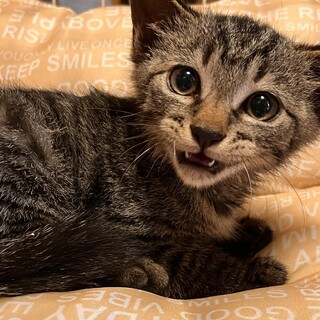 可愛い過ぎる兄弟子猫　キジトラ