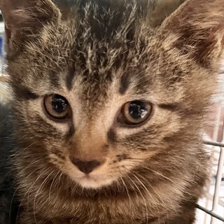 可愛いすぎる子猫兄弟　モカキジ