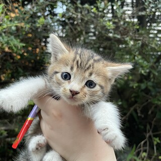 6月上旬頃に生まれたばかりの子供です