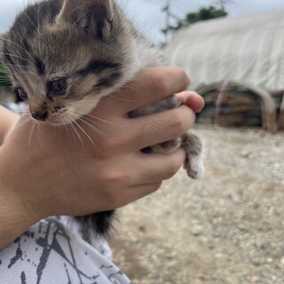 6月上旬に産まれたばかりの子供です。