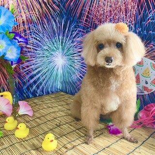 なでなで大好き！みほのちゃん