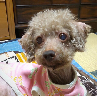 人懐っこく抱っこ大好きトイプードルショコラちゃん