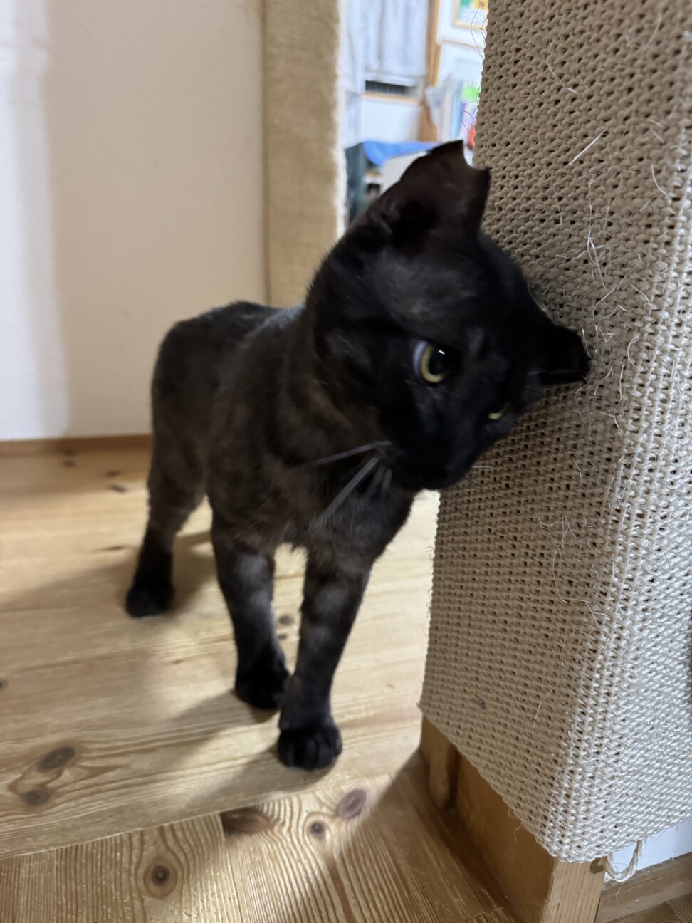 チャオチャオちゃ男くん サムネイル4