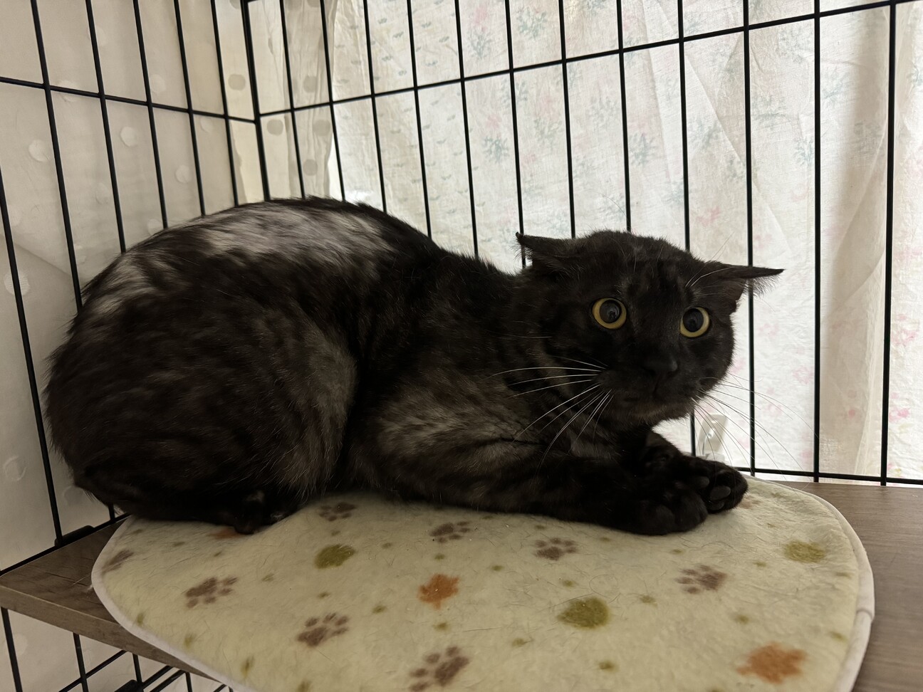 チャオチャオちゃ男くん サムネイル7