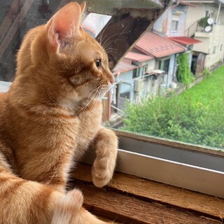 スーパーデレデレあまえんボーイ！金時くん