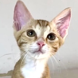 人が大好き懐っこくて賢く穏やかなマル姫