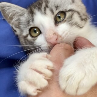 ●会えばメロメロ！●甘ったれデレデレ●超人なつこい