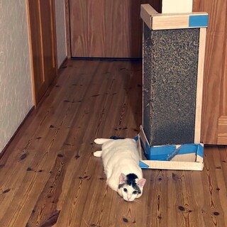 その名の通りラッキーガールちゃん❗️