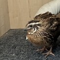 並ウズラの雄生後6ヶ月