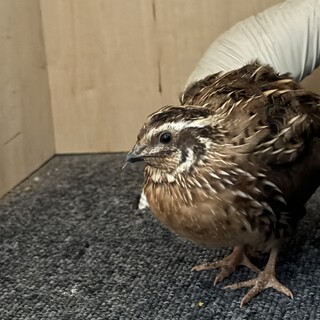 並ウズラの雄生後6ヶ月