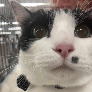 抱っこもOK♡ベタベタの甘えん坊にゃんこです