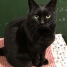 La queue du chat